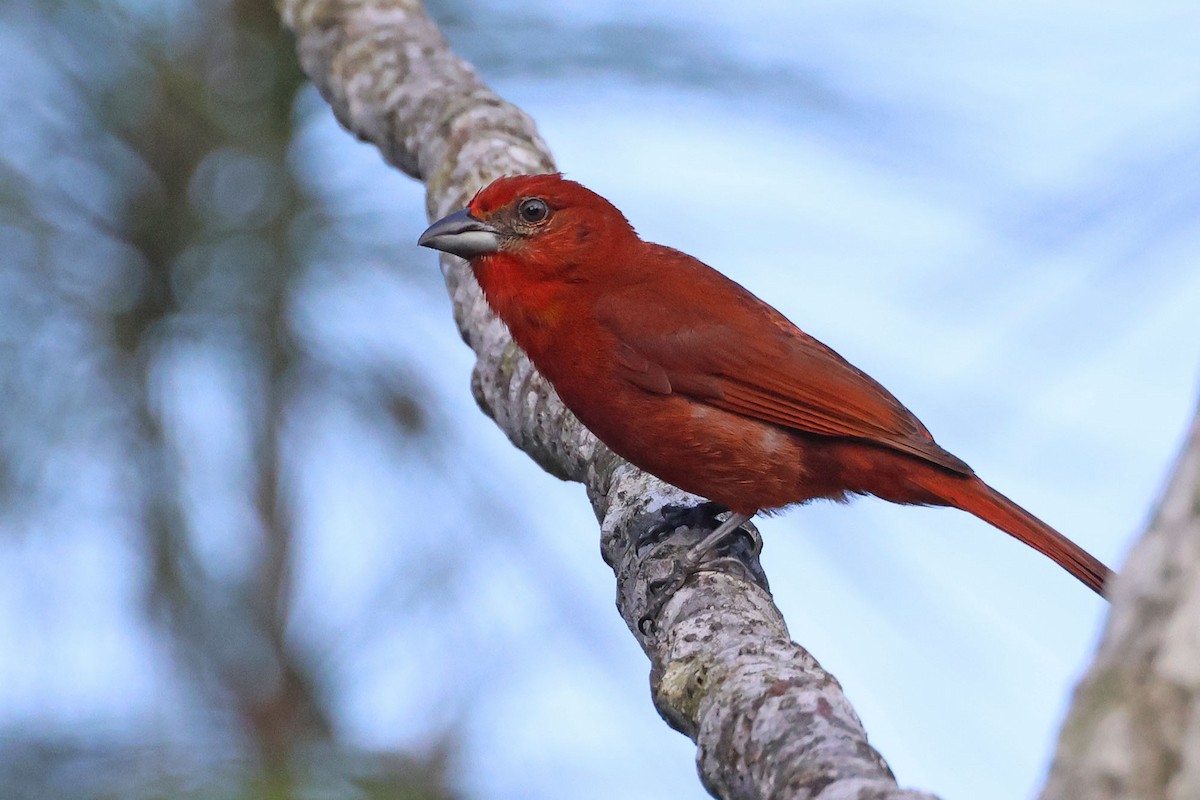 Hepatic Tanager - ML620026874