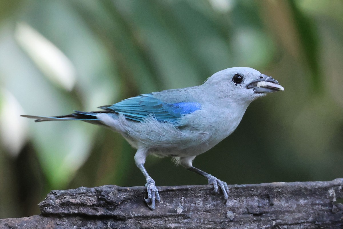 Blue-gray Tanager - ML620026878