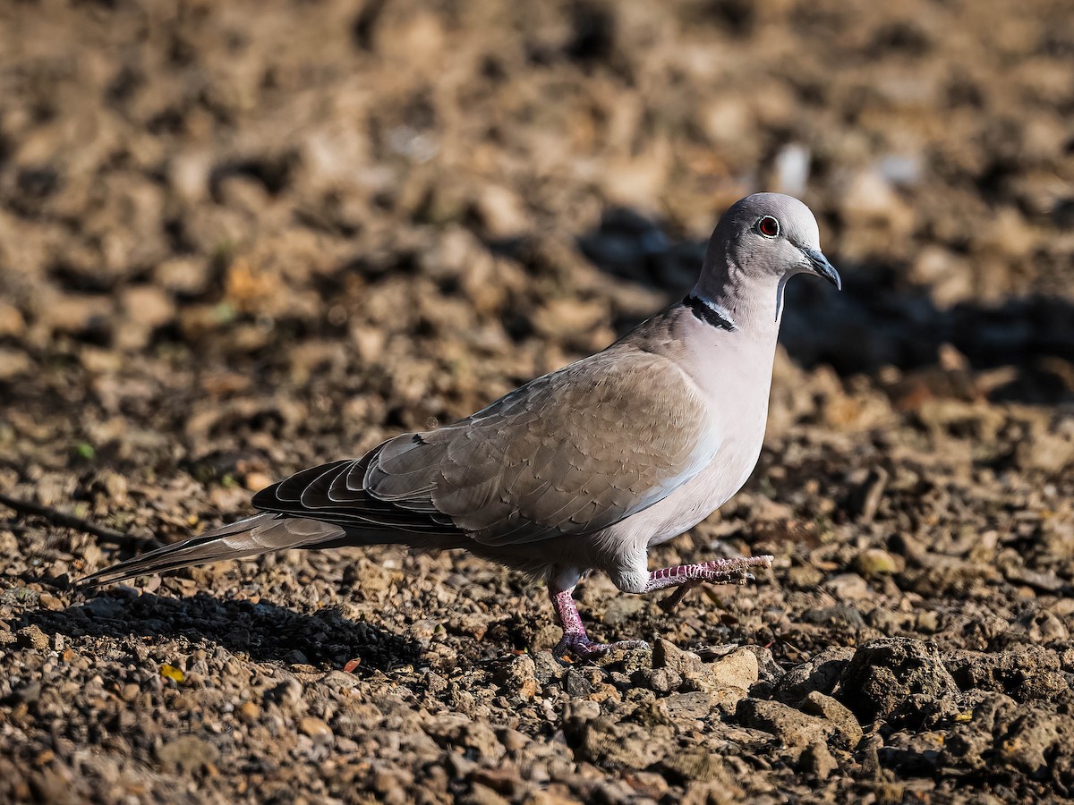 Eurasian Collared-Dove - ML620026882