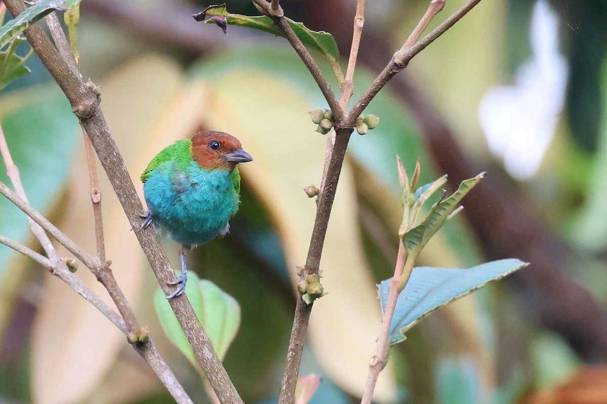 Bay-headed Tanager (Bay-and-blue) - ML620026887