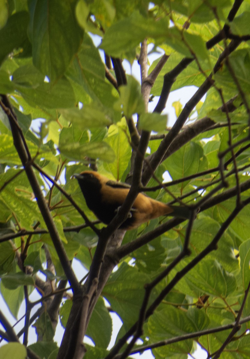 Burnished-buff Tanager - ML620026911