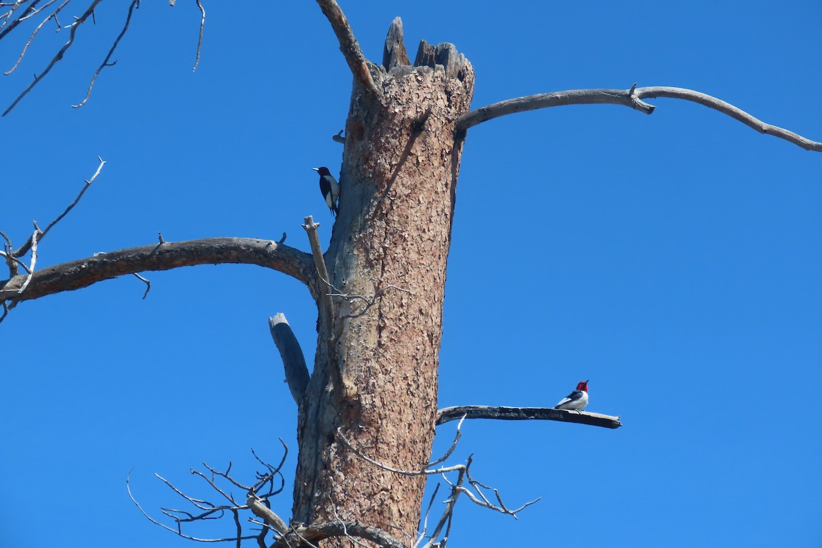 Red-headed Woodpecker - ML620026926