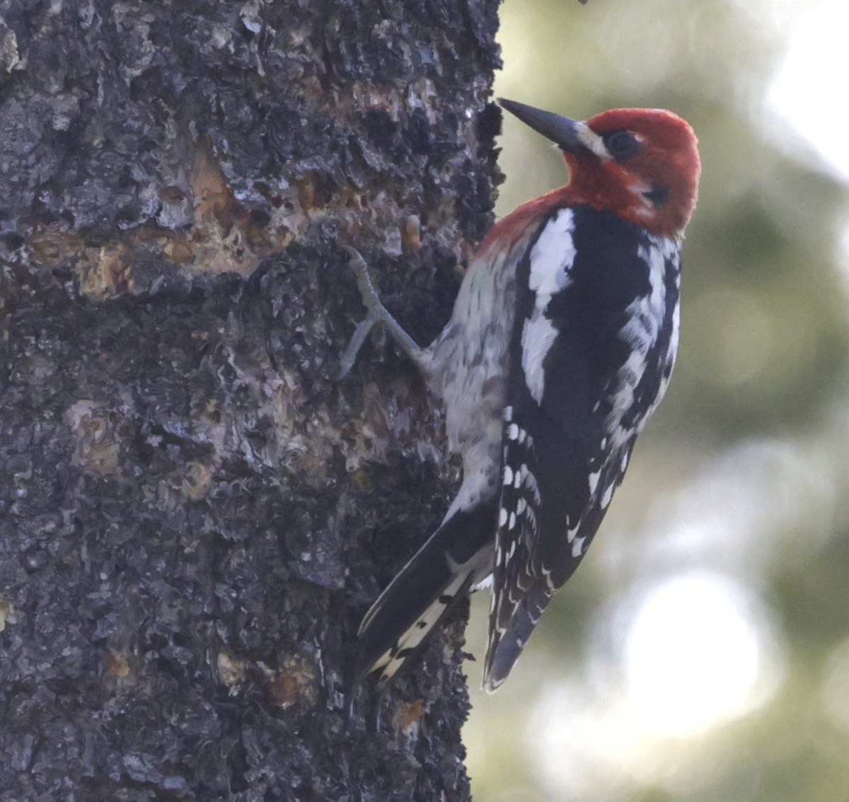 Red-breasted Sapsucker - ML620026942