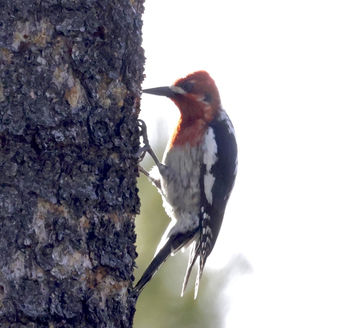 Red-breasted Sapsucker - ML620026943