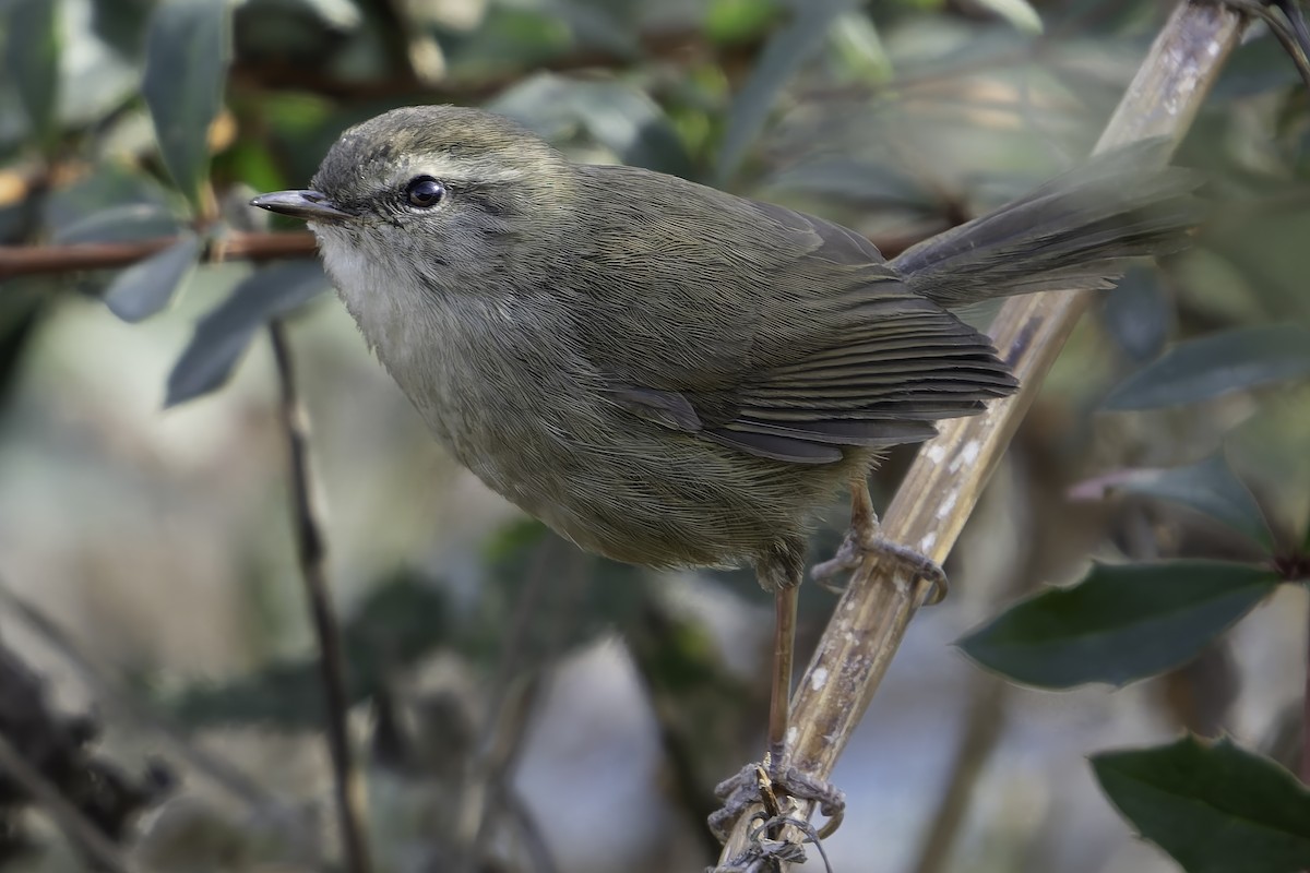 Brownish-flanked Bush Warbler - ML620026971