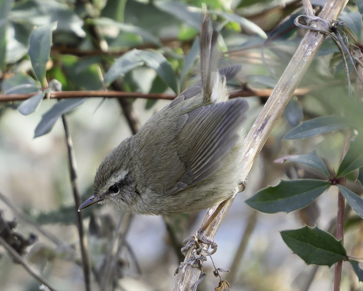 Brownish-flanked Bush Warbler - ML620026972