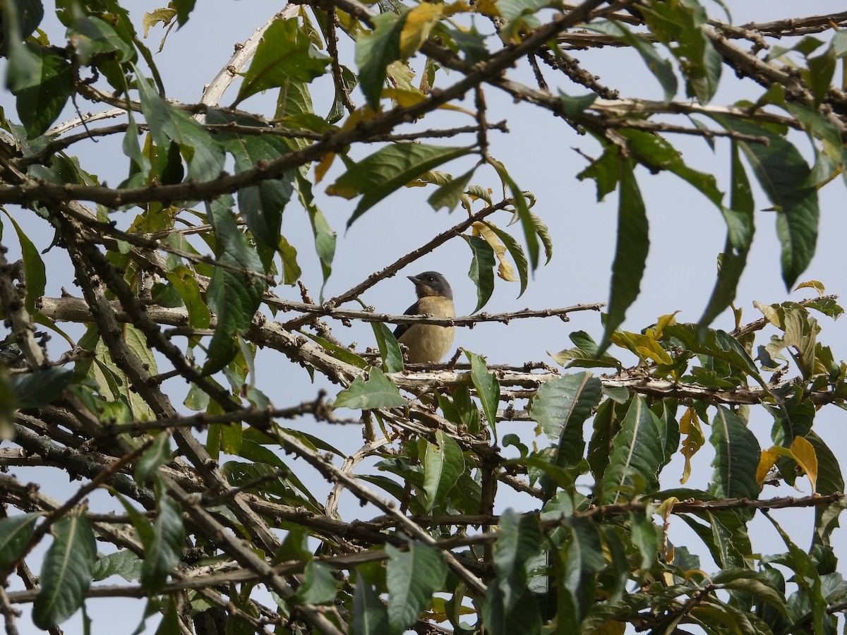 Fawn-breasted Tanager - ML620026978