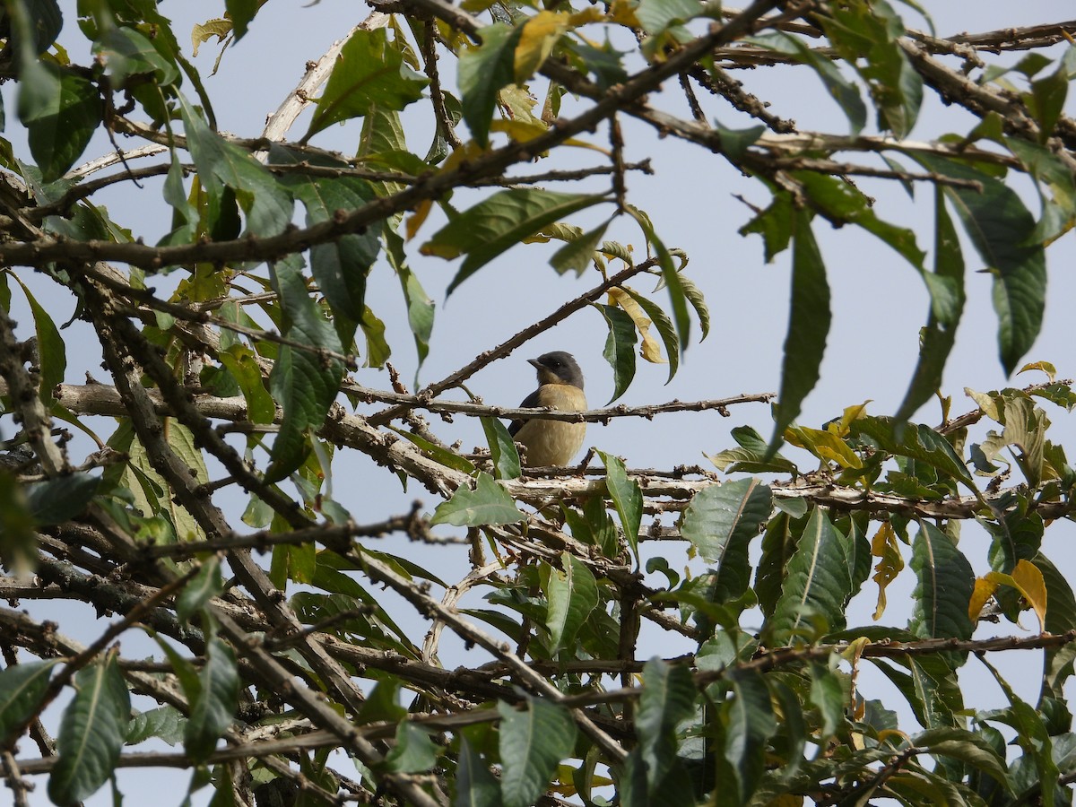 Fawn-breasted Tanager - ML620026979