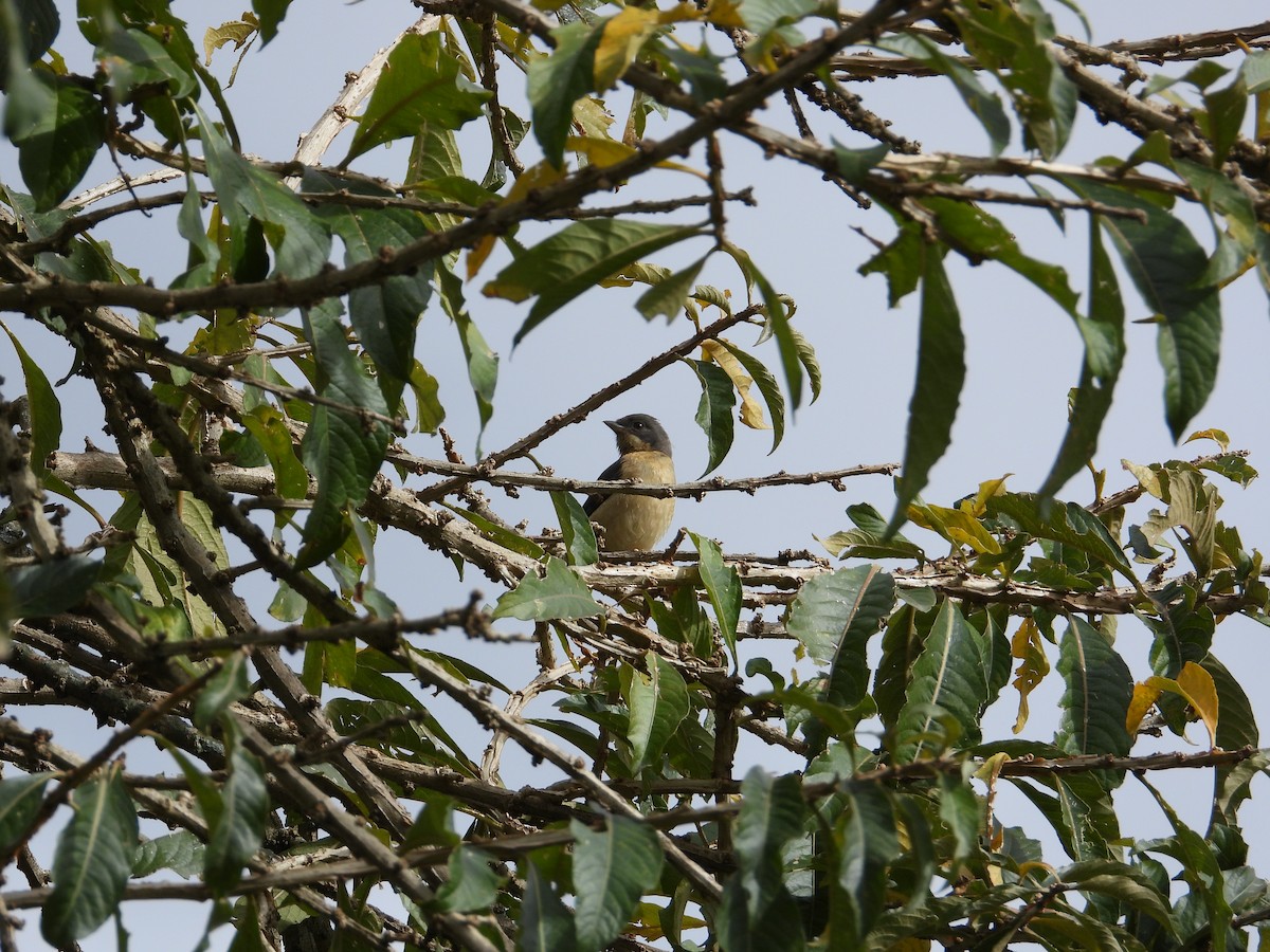 Fawn-breasted Tanager - ML620026980