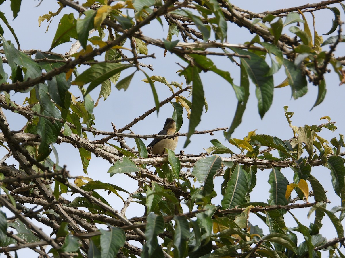 Fawn-breasted Tanager - ML620026981