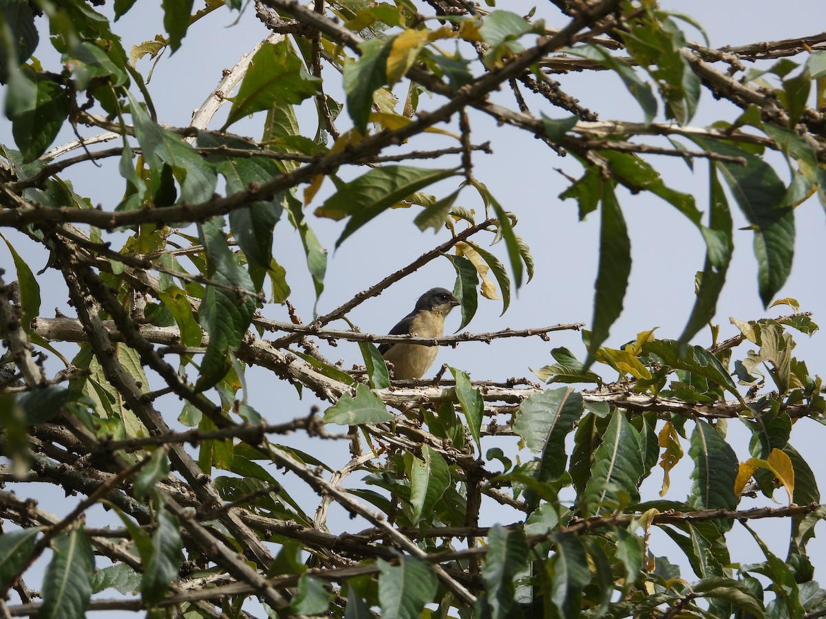 Fawn-breasted Tanager - ML620026982
