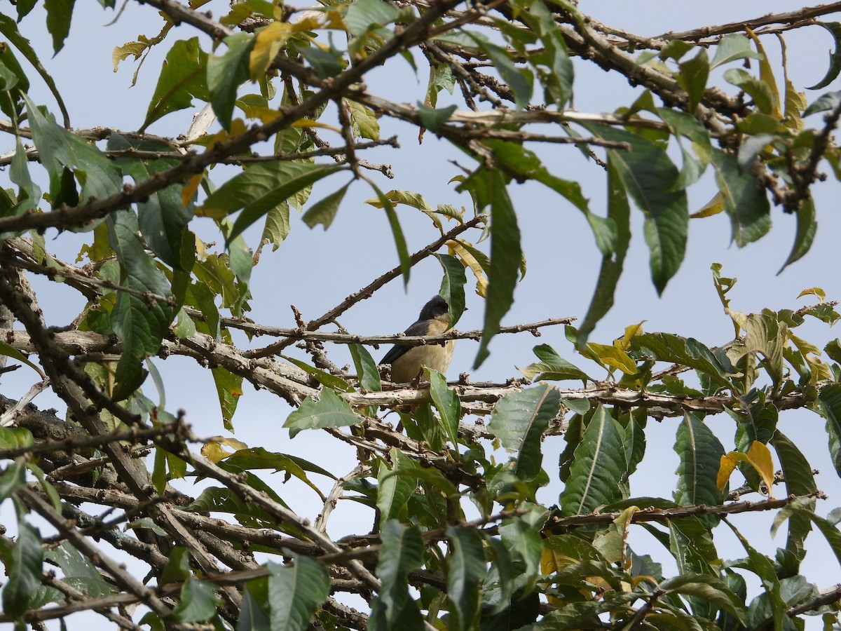Fawn-breasted Tanager - ML620026987