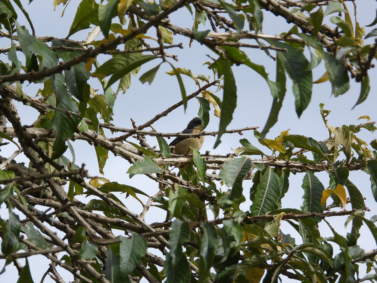 Fawn-breasted Tanager - ML620026988