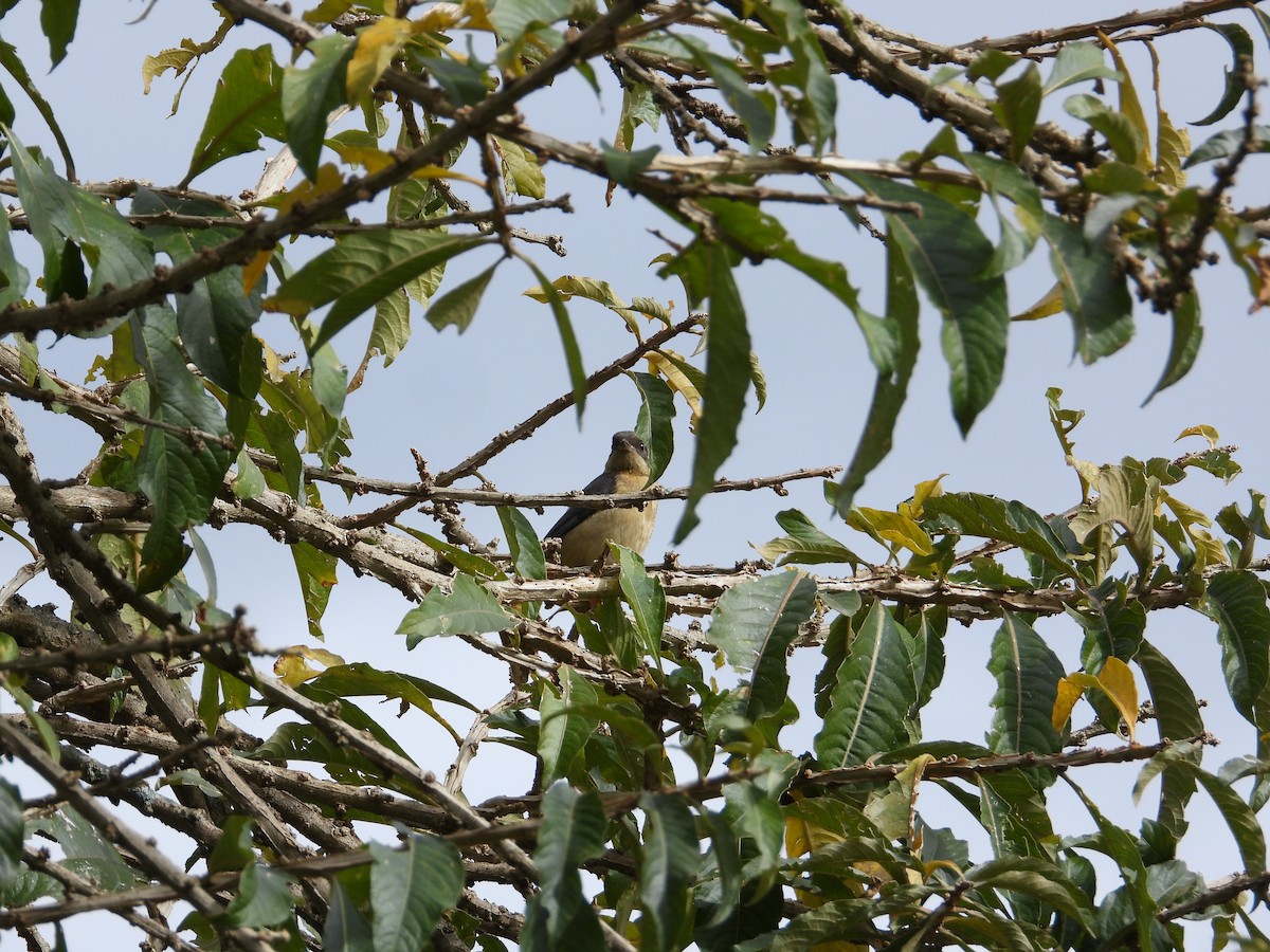 Fawn-breasted Tanager - ML620026992