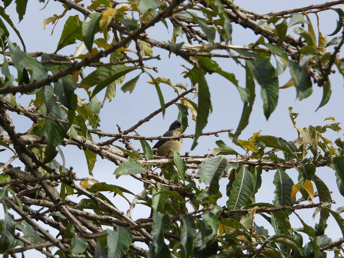 Fawn-breasted Tanager - ML620026996