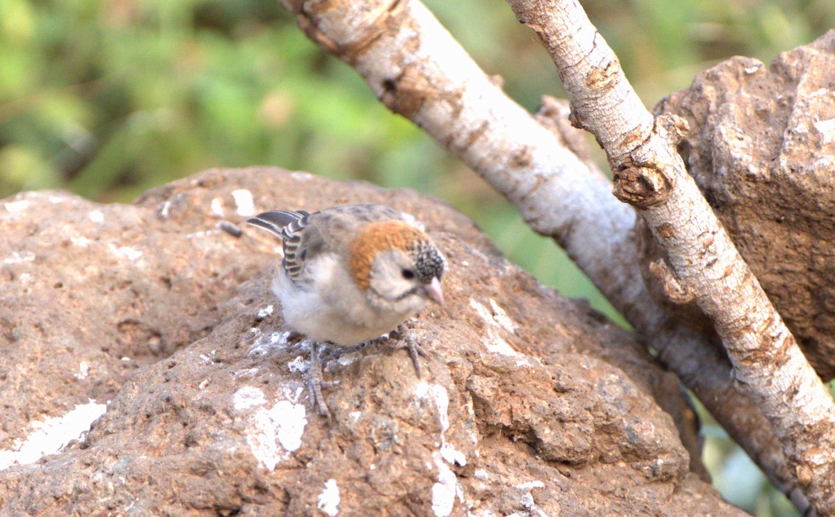 Speckle-fronted Weaver - ML620027007
