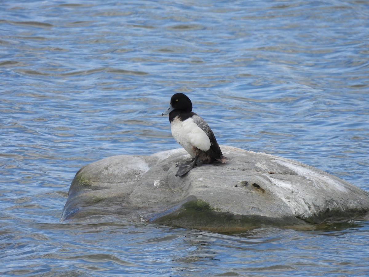Greater Scaup - ML620027014