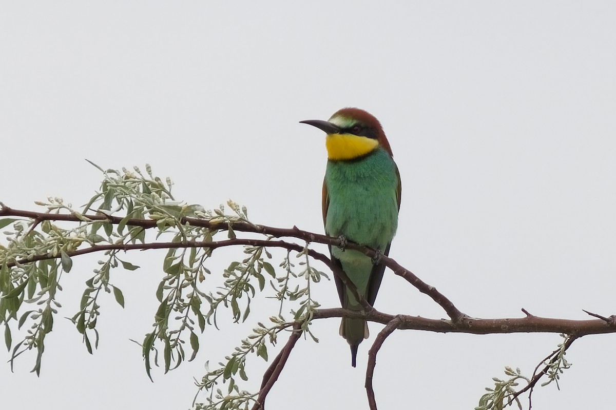 European Bee-eater - ML620027015