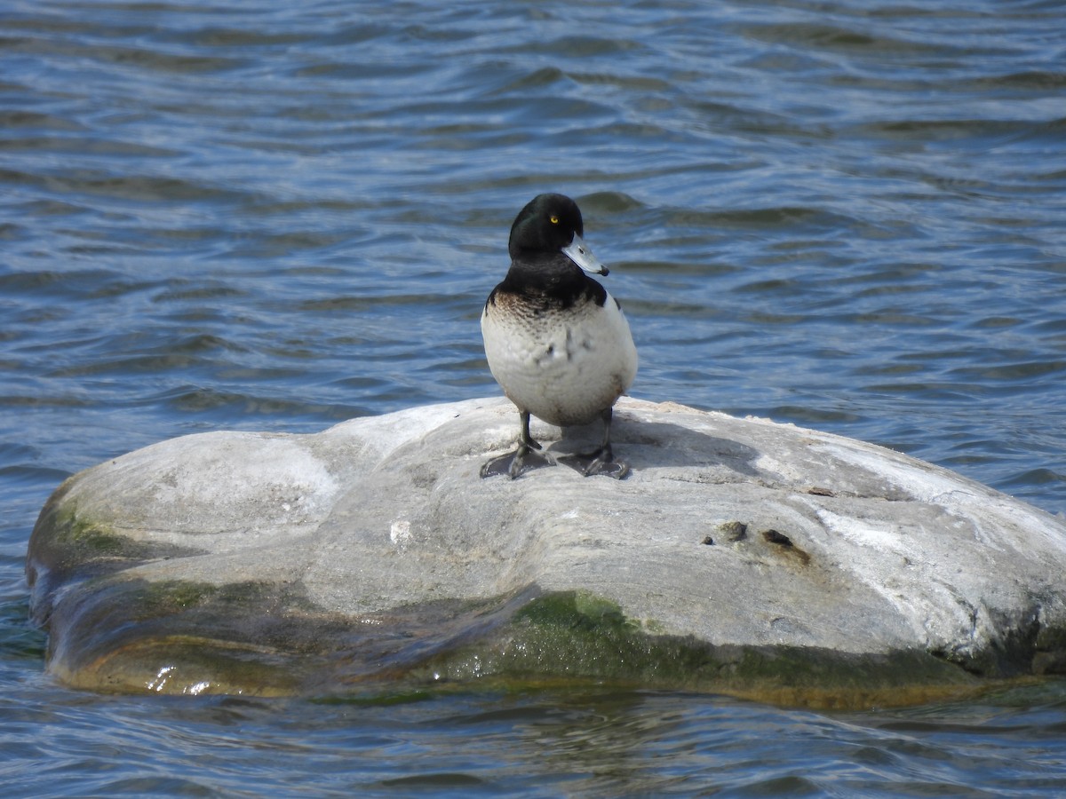 Greater Scaup - ML620027016