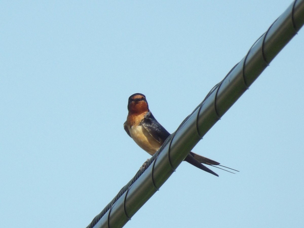 Barn Swallow - ML620027035