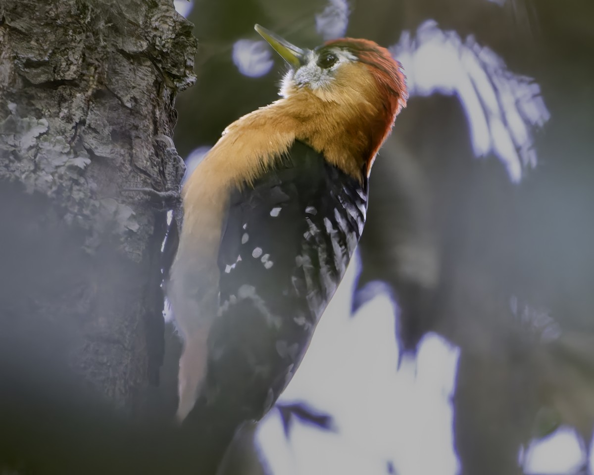 Rufous-bellied Woodpecker - ML620027047