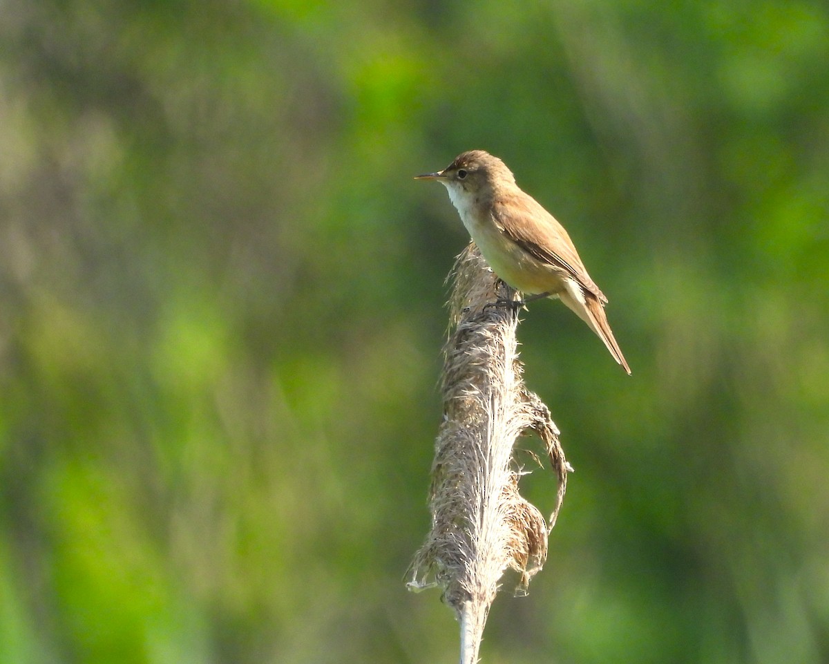 Common Reed Warbler - ML620027060