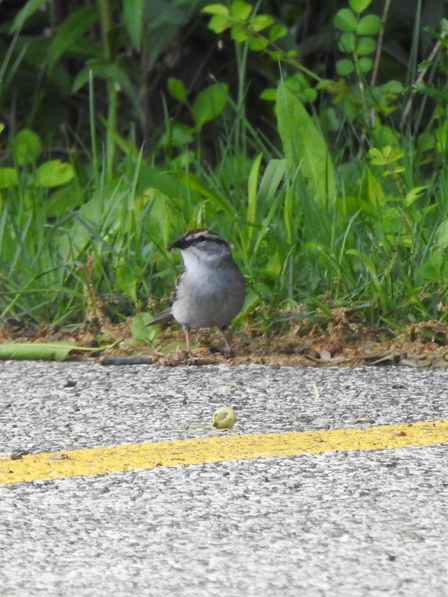 Chipping Sparrow - ML620027062