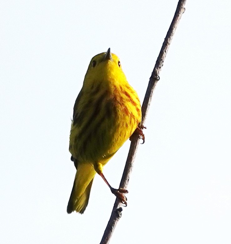 Yellow Warbler - ML620027070