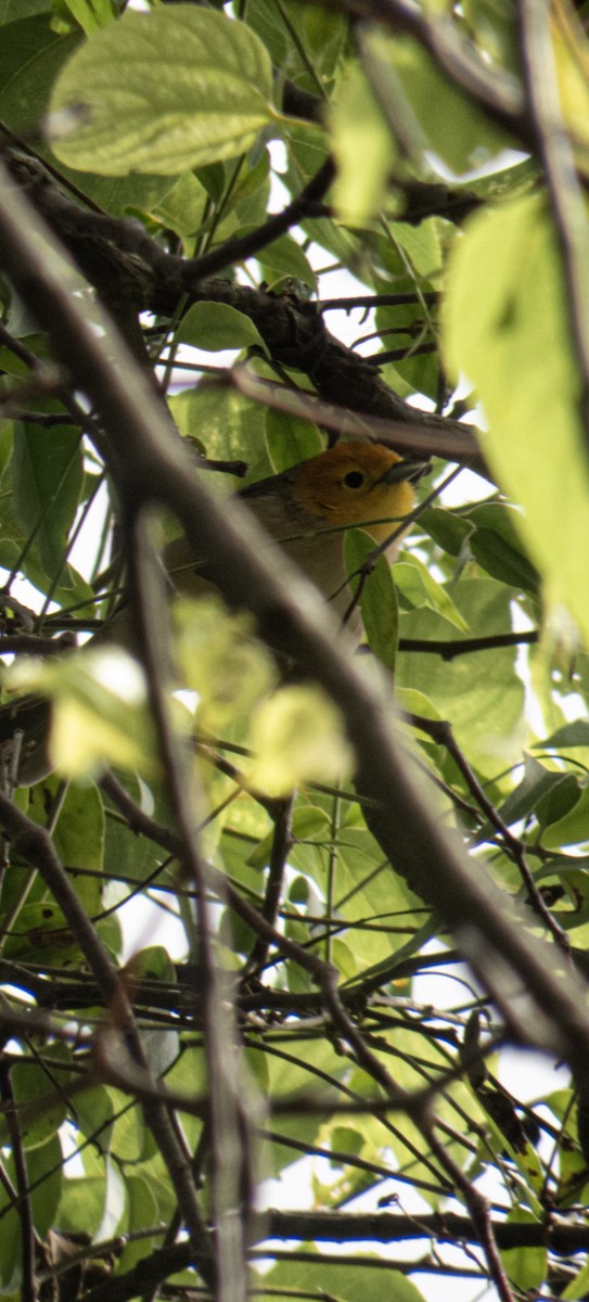 Orange-headed Tanager - ML620027072