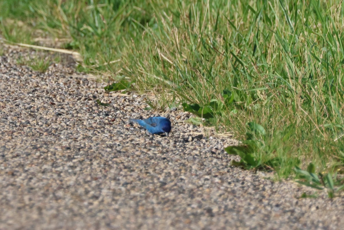 Indigo Bunting - ML620027105