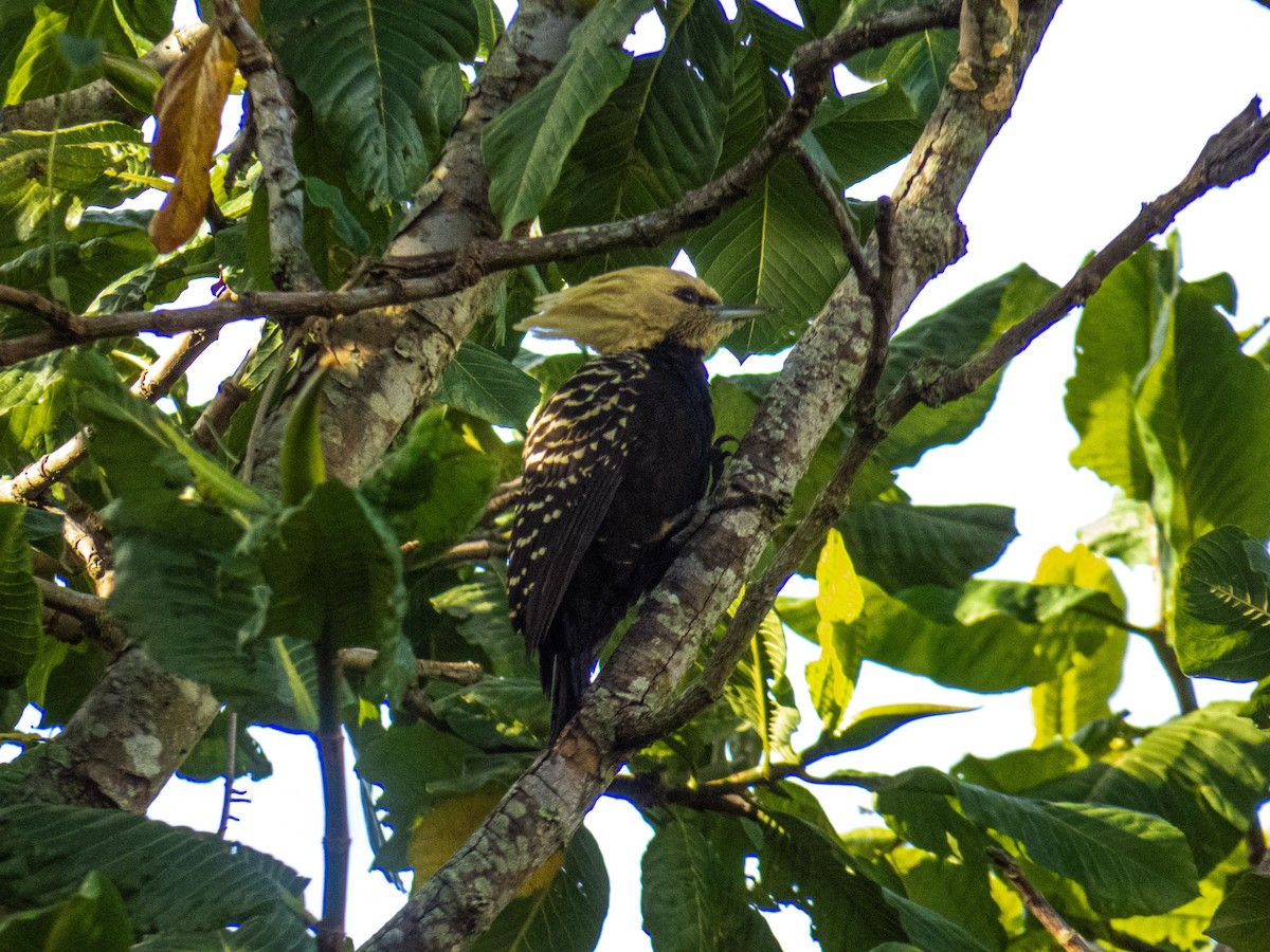 Blond-crested Woodpecker - ML620027110