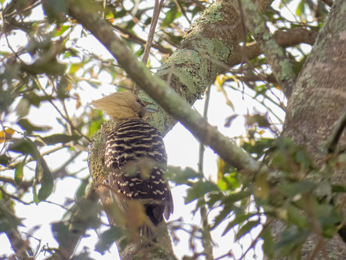 Blond-crested Woodpecker - ML620027113