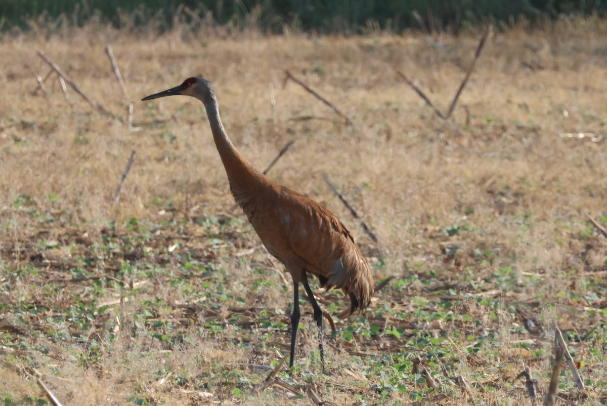 Sandhill Crane - ML620027120