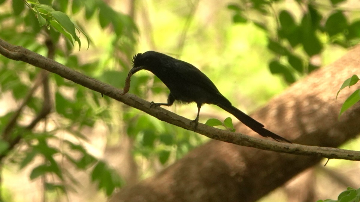 Greater Racket-tailed Drongo - ML620027137
