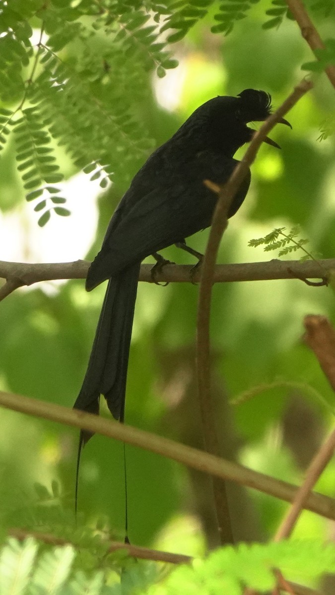 Greater Racket-tailed Drongo - ML620027138