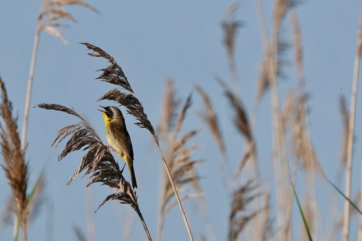 Paruline masquée - ML620027151