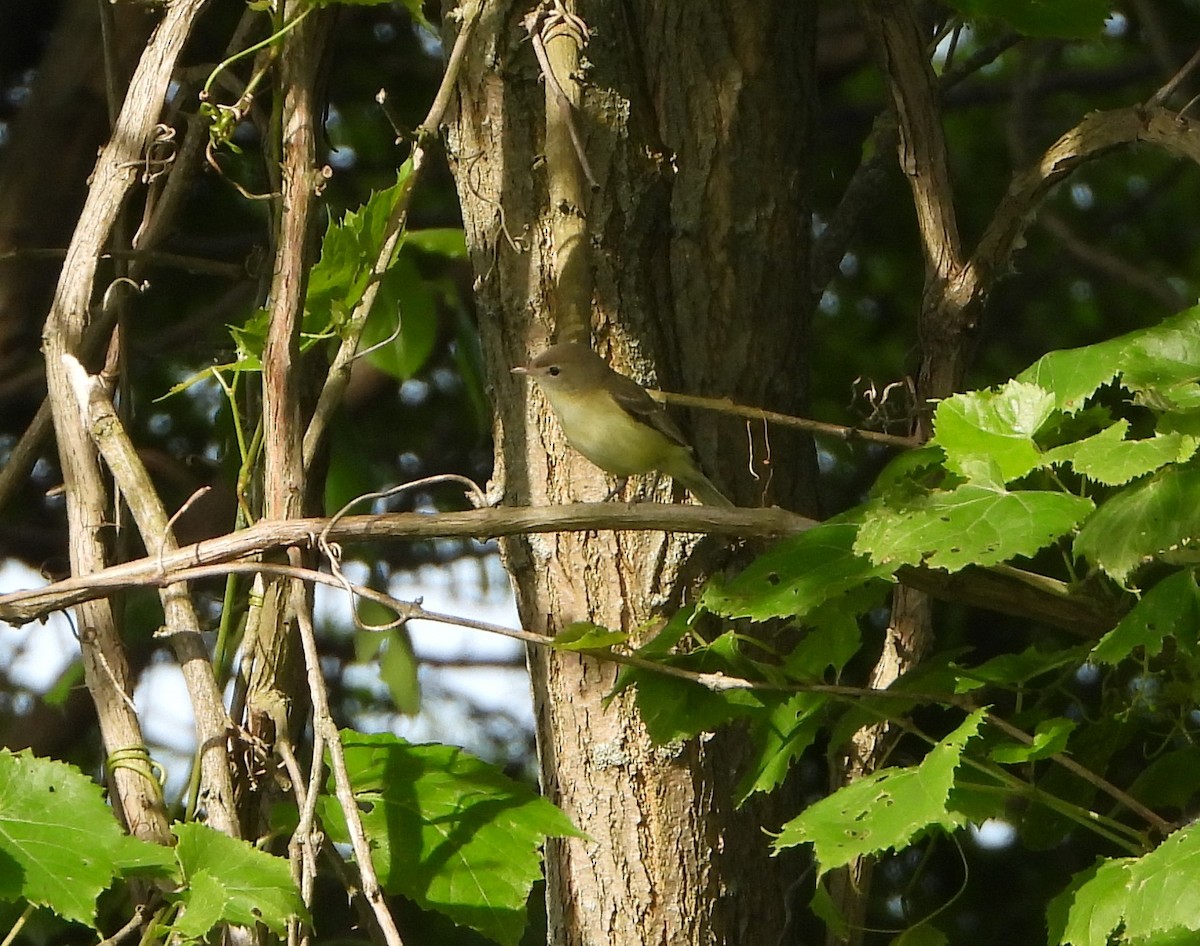 Bell's Vireo - ML620027172