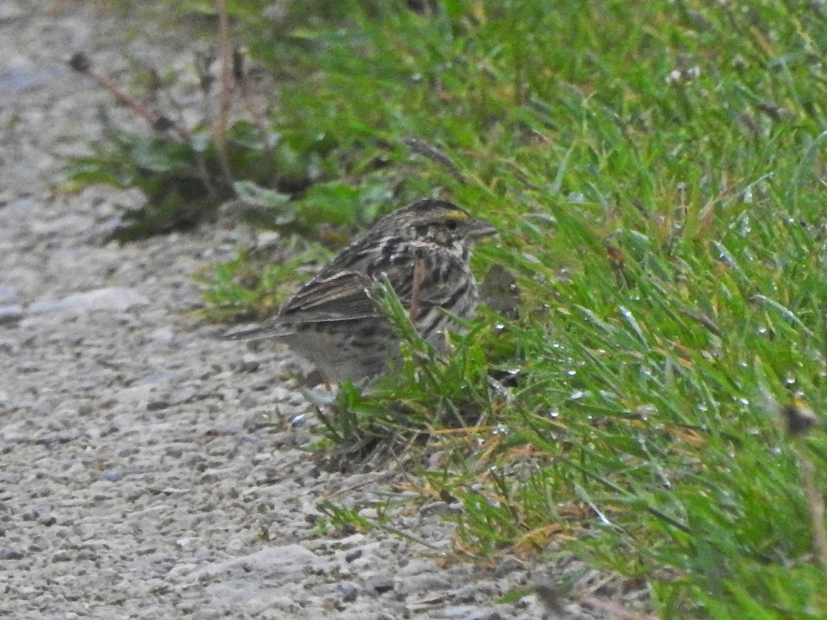 Savannah Sparrow - ML620027181