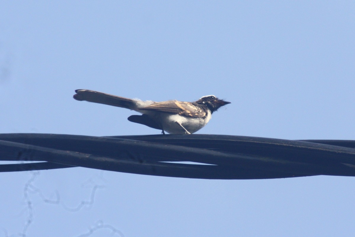 White-browed Fantail - ML620027183