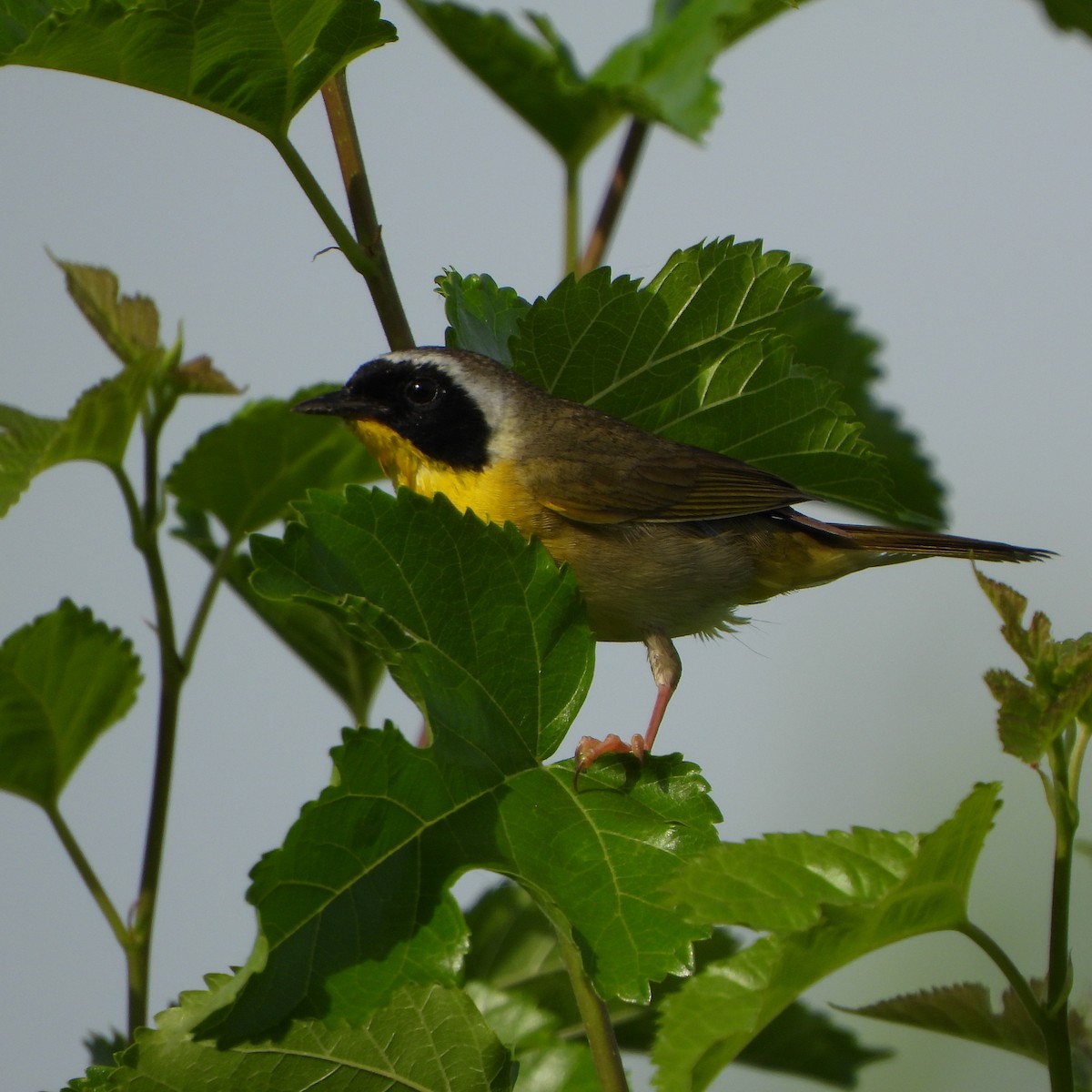 Common Yellowthroat - ML620027190