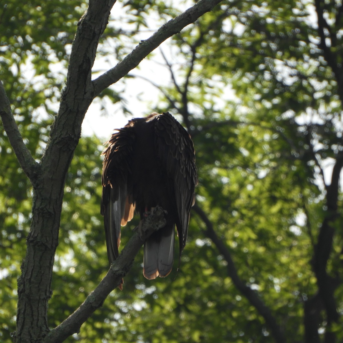 Turkey Vulture - ML620027194