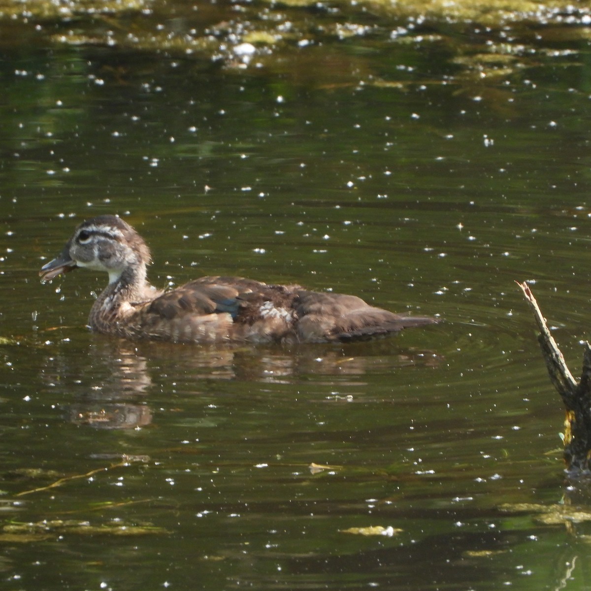 Wood Duck - ML620027203