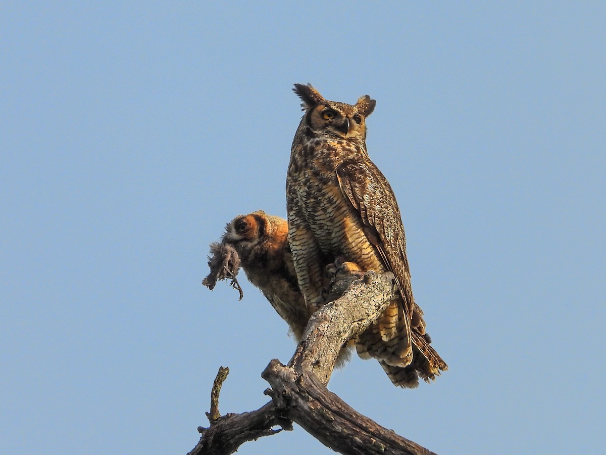 Great Horned Owl - ML620027212