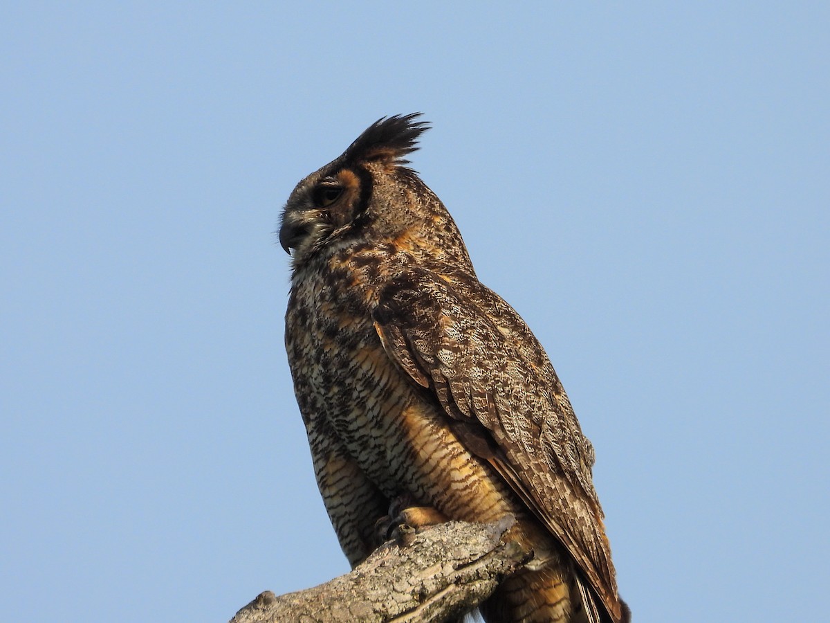 Great Horned Owl - ML620027213