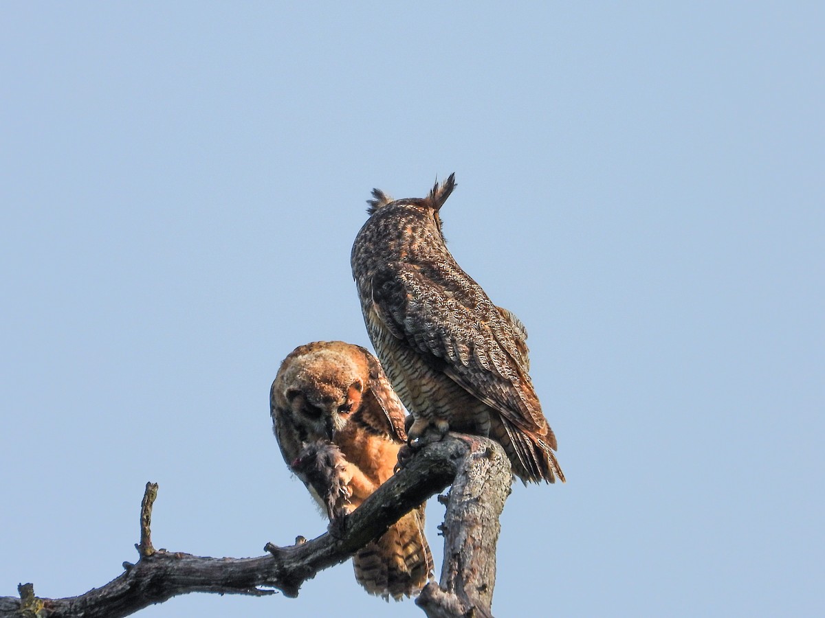 Great Horned Owl - ML620027214