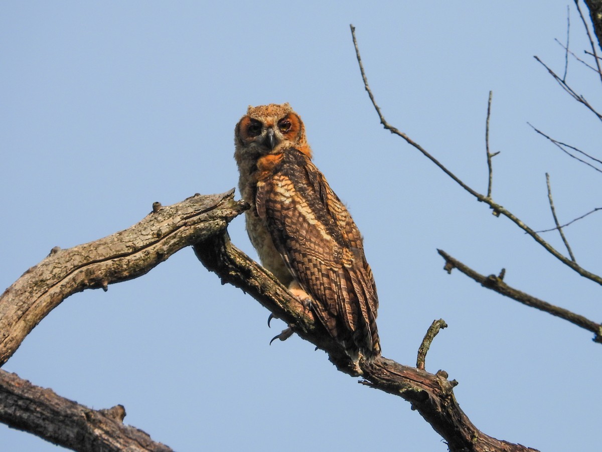 Great Horned Owl - ML620027215