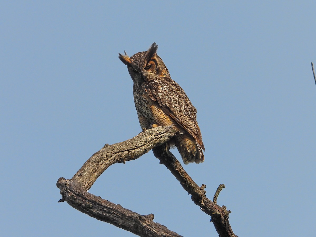 Great Horned Owl - ML620027217