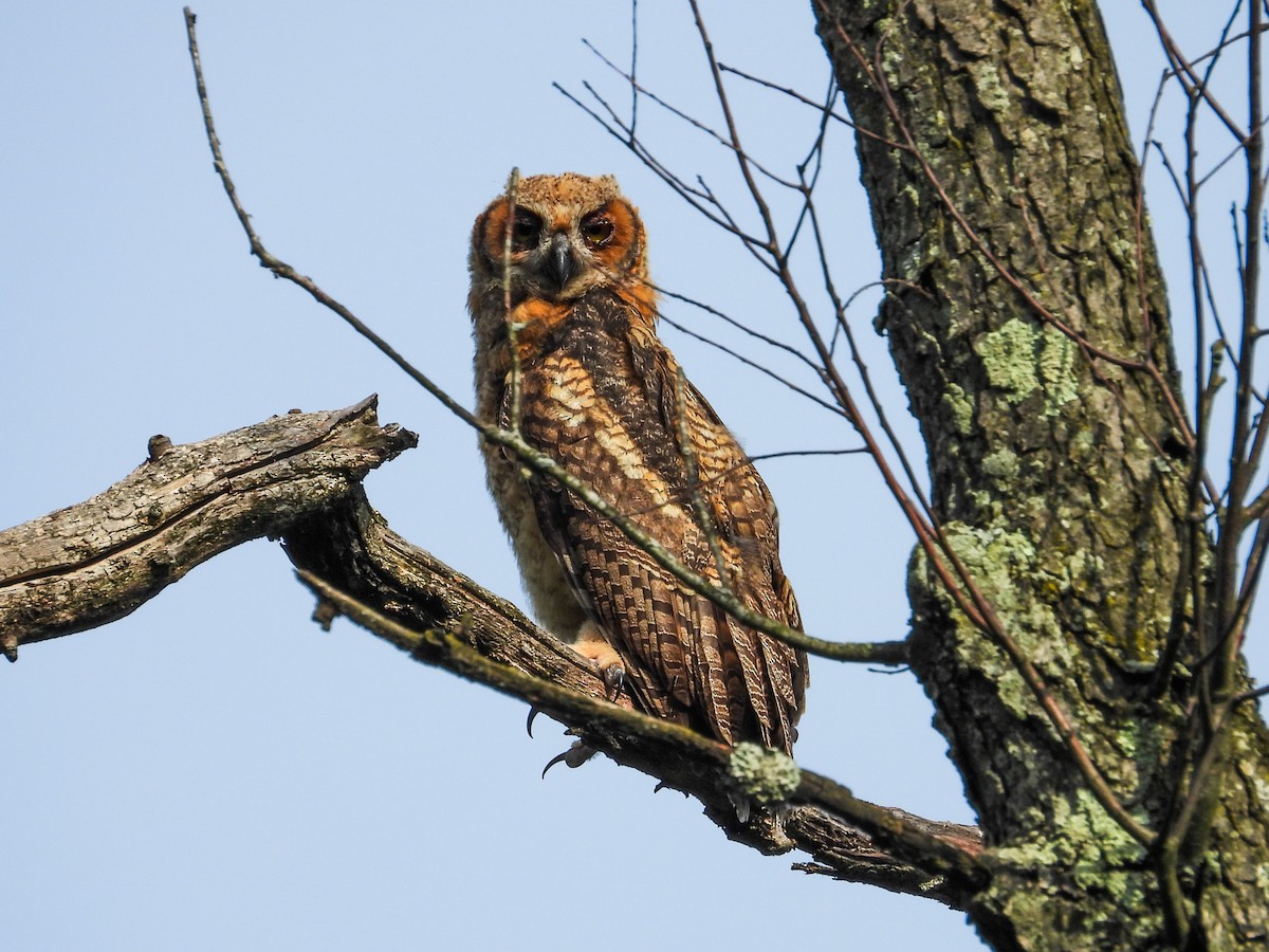 Great Horned Owl - ML620027219