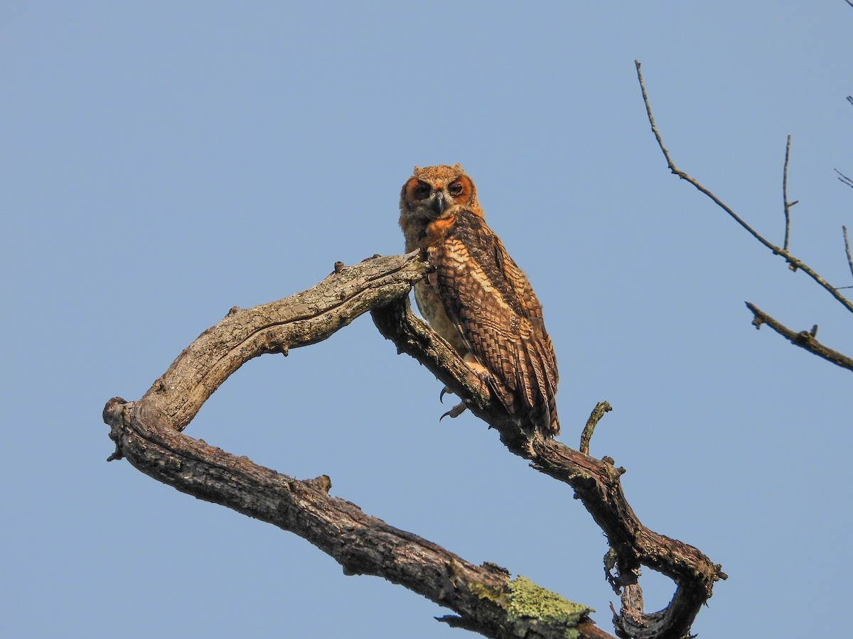 Great Horned Owl - ML620027220