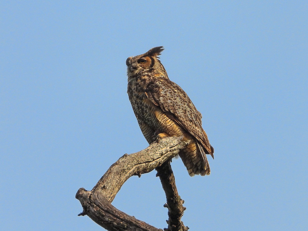 Great Horned Owl - ML620027221